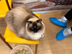 -Let's go狗咖·猫咖·奶狗·桌游(春熙路IFS店)