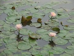 景点-大湾区中央湿地公园