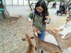 -鹿境梅花鹿生态园区