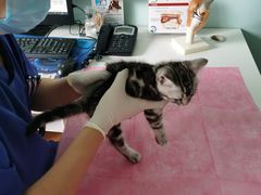 -北京观赏动物医院·24小时大型综合·猫专科·异宠专科