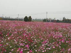 -曲江薰衣草庄园