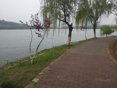 -羊山湖公园