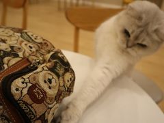 -Let's go狗咖·猫咖·奶狗·桌游(春熙路IFS店)