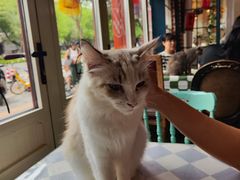 -猫小院猫主题餐厅(南锣旗舰店)