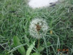 -西安青龙寺遗址景区