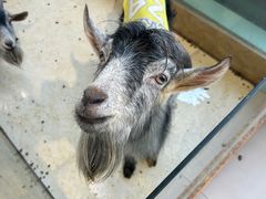 -怪兽屋·羊驼·猫咖·狗咖(俊华广场店)