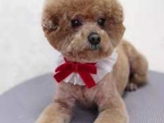 -乐琪宠物(青塔西路店)