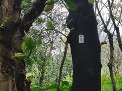 -深圳人才公园