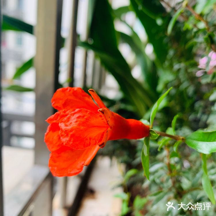 美丽的阳台山上，花儿怒放着，添了一道美丽的风景线