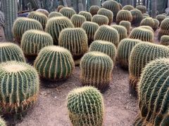 -南山植物园