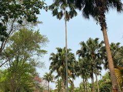 -中国科学院西双版纳热带植物园