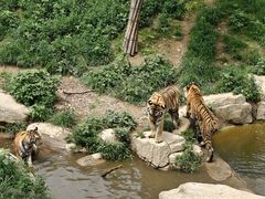 -大连森林动物园