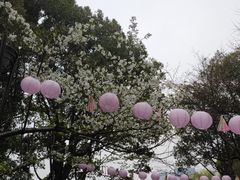 -金鸡湖桃花岛