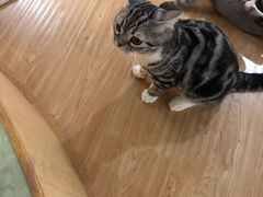 -猫和宫(六道口店)