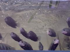 -中环花鸟鱼虫市场
