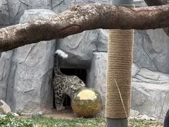 -青藏高原野生动物园