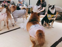 -逗柴咖啡屋·狗咖猫咖宠物桌游