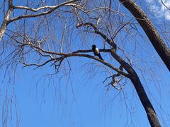 -野鸭湖国家湿地公园