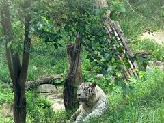 -大连森林动物园