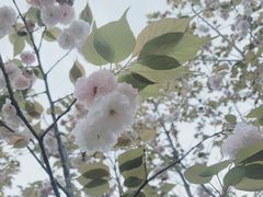 -南山植物园