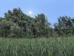 -绿堤公园