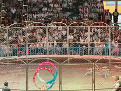 -俄罗斯国家大马戏团