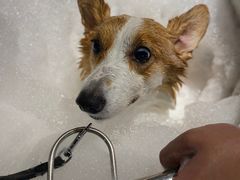 -PETKIT小佩宠物·低压洗护(国顺东路店)