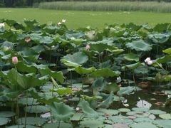 -艾溪湖湿地公园