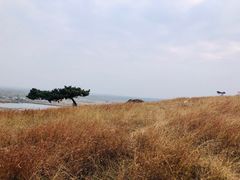 -恋山坝上草原