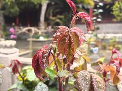 -普陀山风景名胜区-法雨禅寺