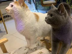 -平行世界·猫咖(首经贸店)