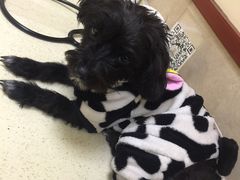 -艾贝尔宠物医院·狂犬免疫点(江山金象城店)