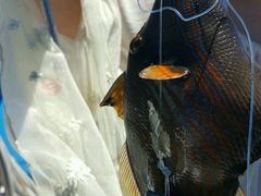 -斐济双桅帆船外岛一日游 浮潜 海钓 Tinhao号