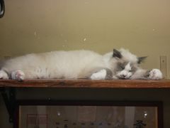 -猫咪博物馆(顶澳仔猫街店)