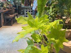 -自由生长植物工作室(深港花卉中心店)