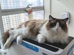 -Catmate·猫肥家润(金润铂宫店)