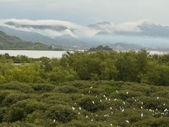 -盐洲岛