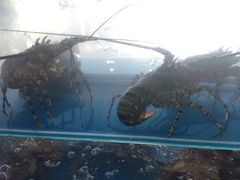 -顺峰渔港中国人的餐厅