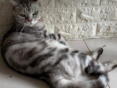 -平行世界·猫咖(首经贸店)