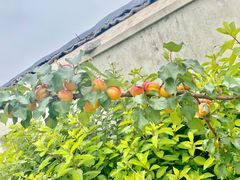 -北马山庄植趣咖啡