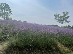-同里国家湿地公园