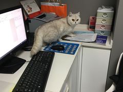 -关爱宠物医院·猫科中心·消化科(滨湖万达分院)