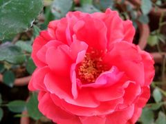 -松山湖梦幻百花洲