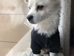 -瑞鹏动物医院宠美康(扬子江路分院)