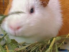 -龟与熊猫宠物公园(南坪店)