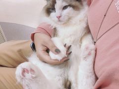 -猫和宫(六道口店)