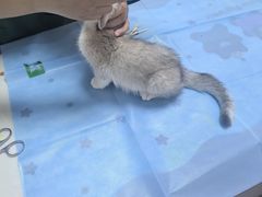 -乖乖宠物医院·猫科·骨科·24小时(云岗分院)