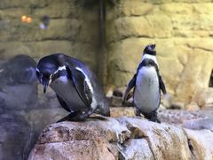 -迪拜水族馆及水下动物园