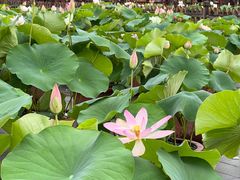 -莲花池公园