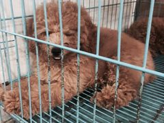 -酷狗靓猫宠物·洗护·美容·寄养(航北路店)